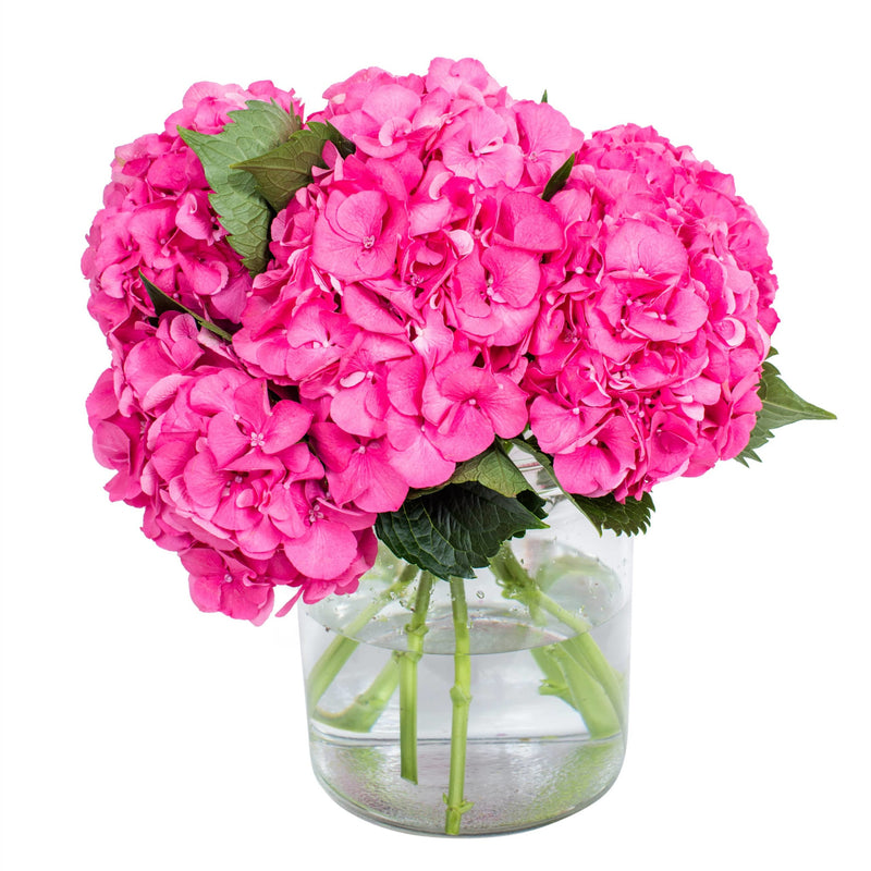 Subscription Flowers - Hydrangea