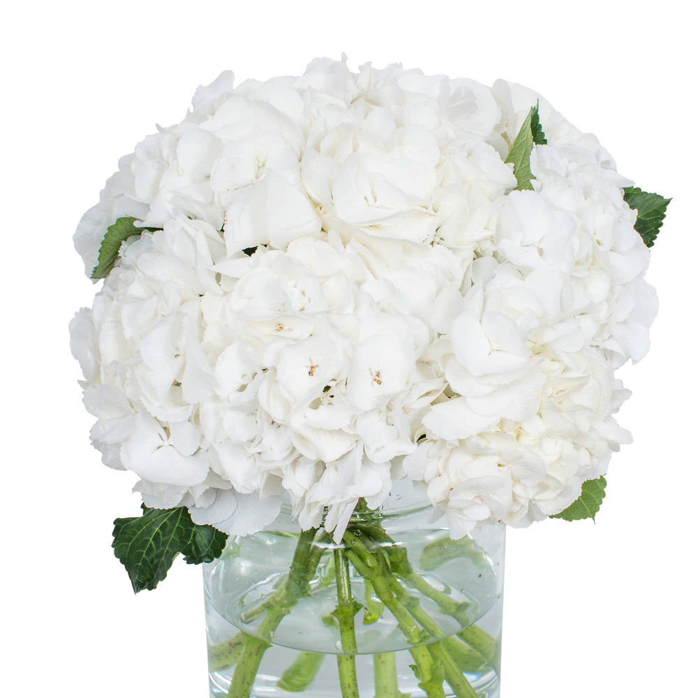 
                      
                        Hydrangea - Schneeball White
                      
                    