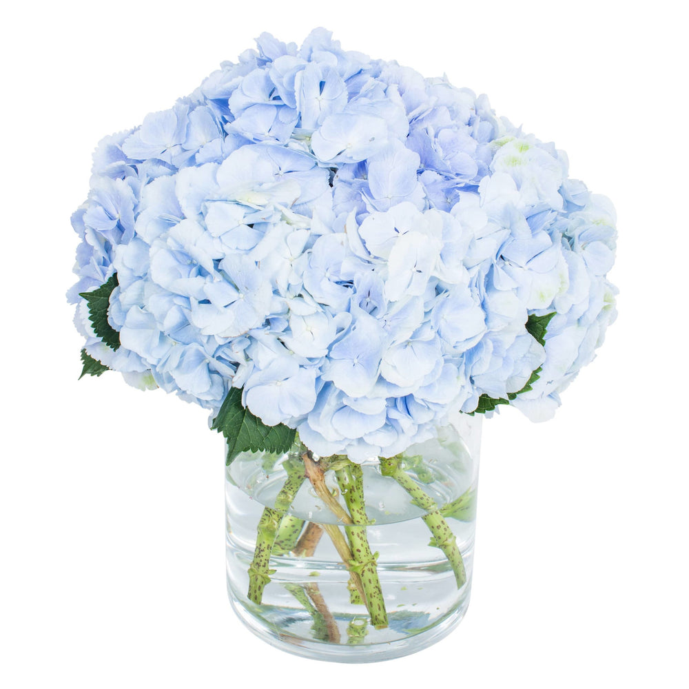 Hydrangea - Verena Blue