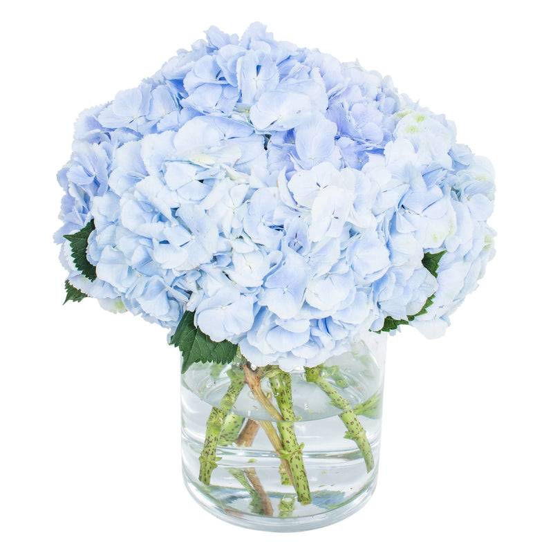 Subscription Flowers - Hydrangea
