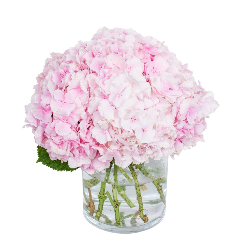 
                      
                        Hydrangea - Verena Light Pink
                      
                    