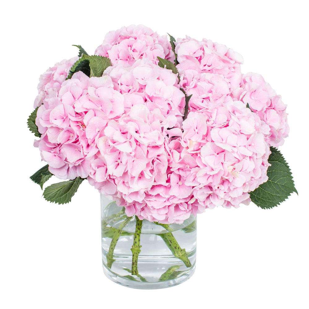 
                      
                        Hydrangea - Verena Pink
                      
                    