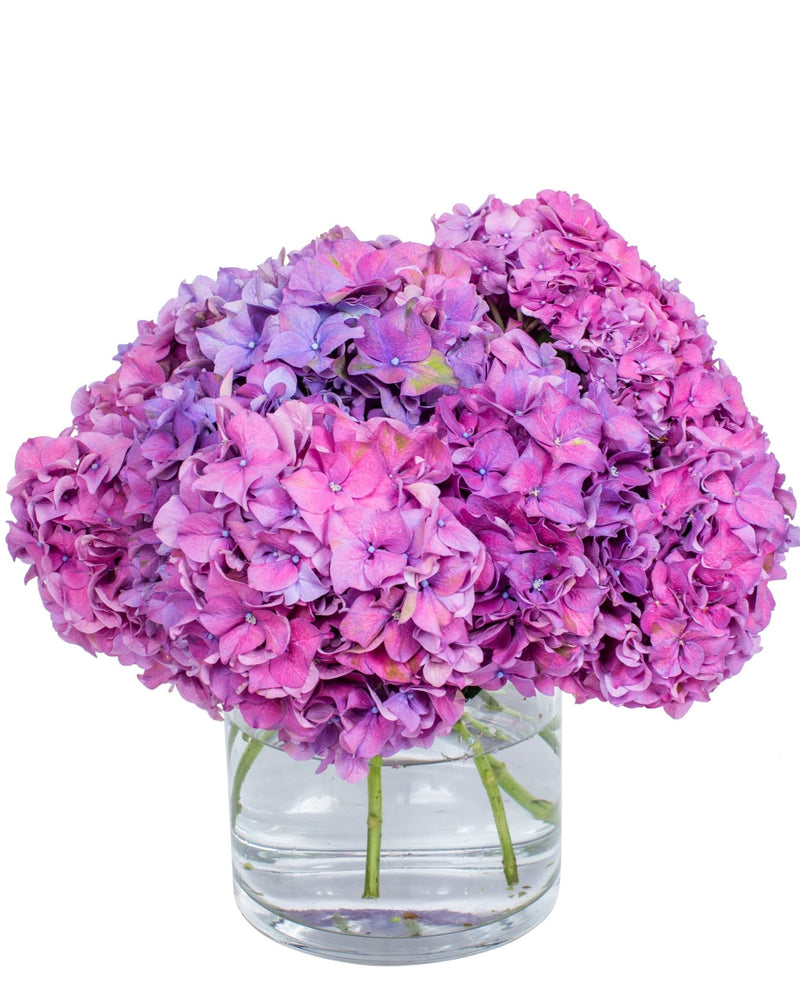 Hydrangea - Purple