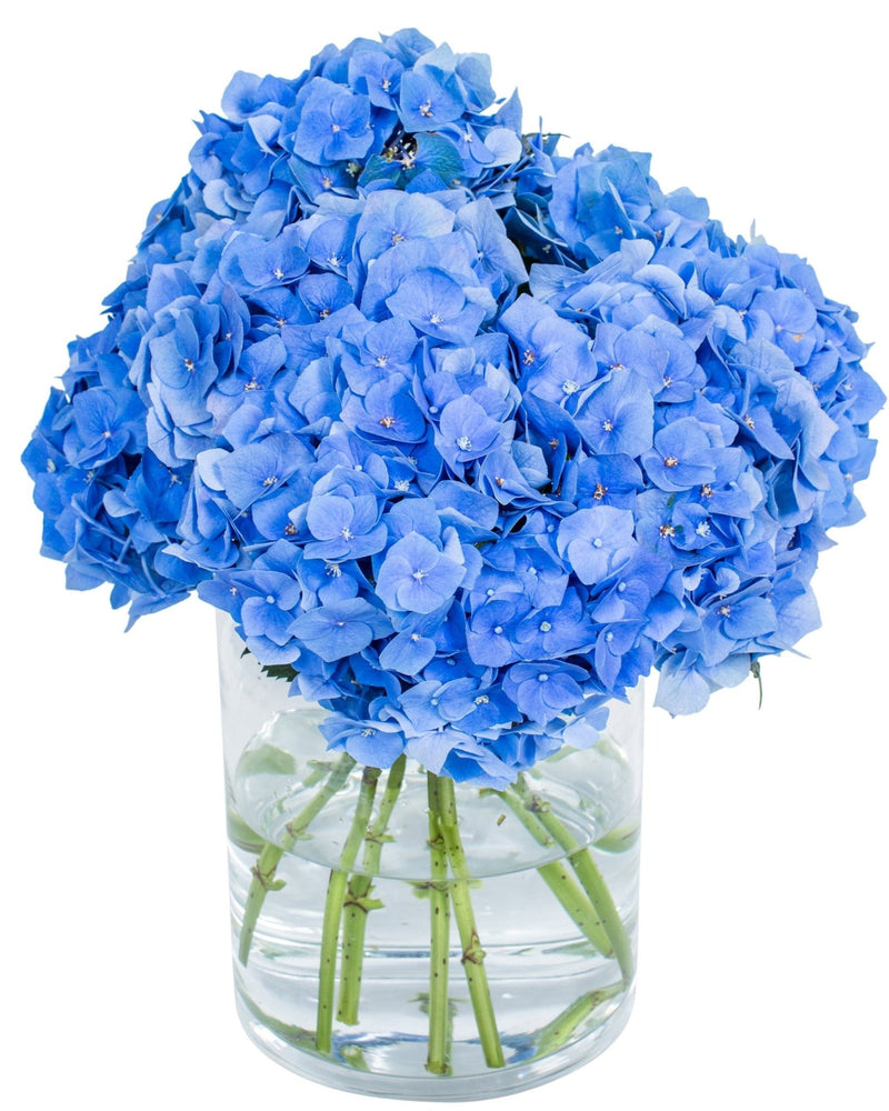 Hydrangea - Blue