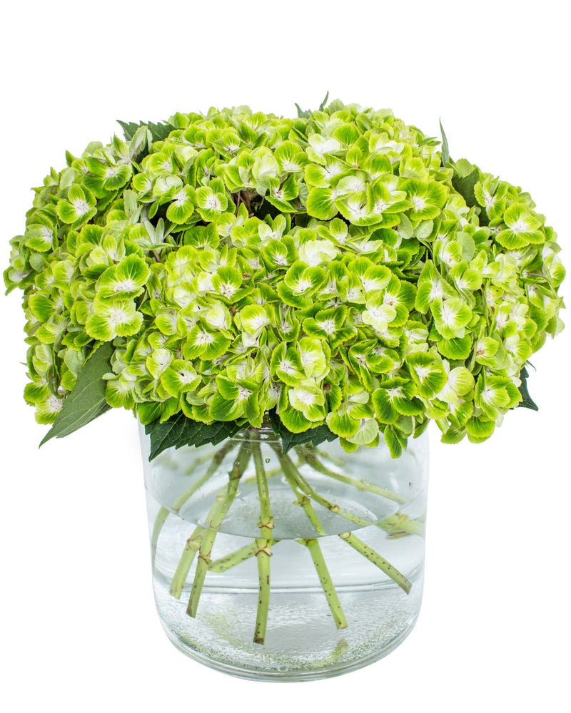 Hydrangea - Green