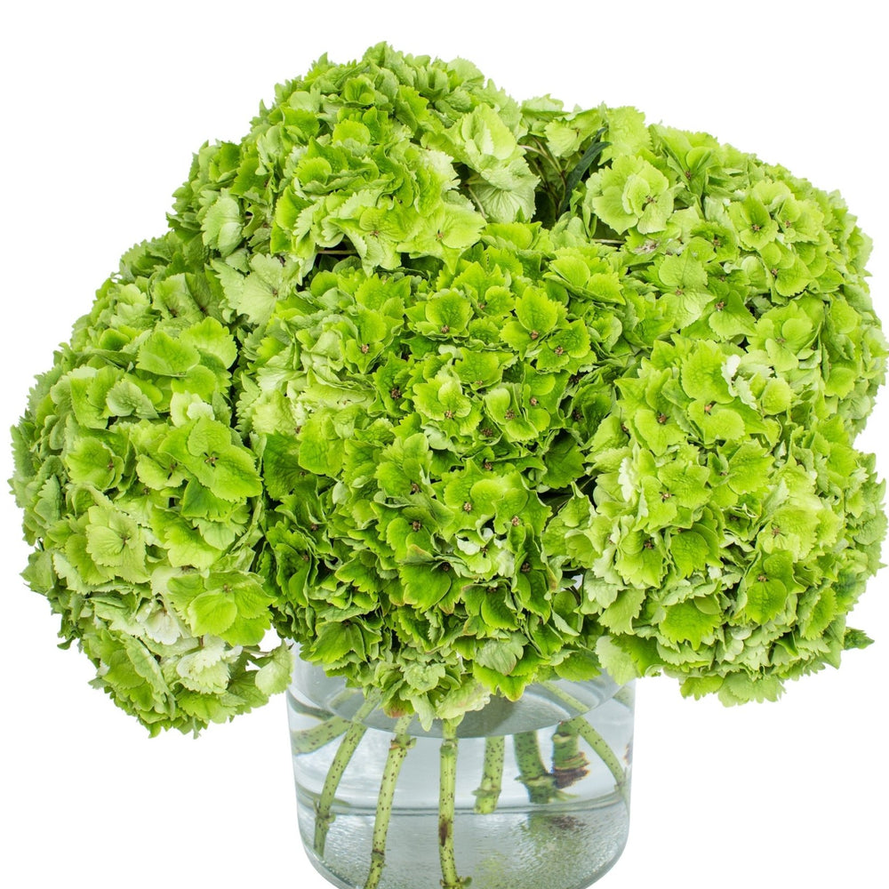 
                      
                        Hydrangea - Florists Choice
                      
                    