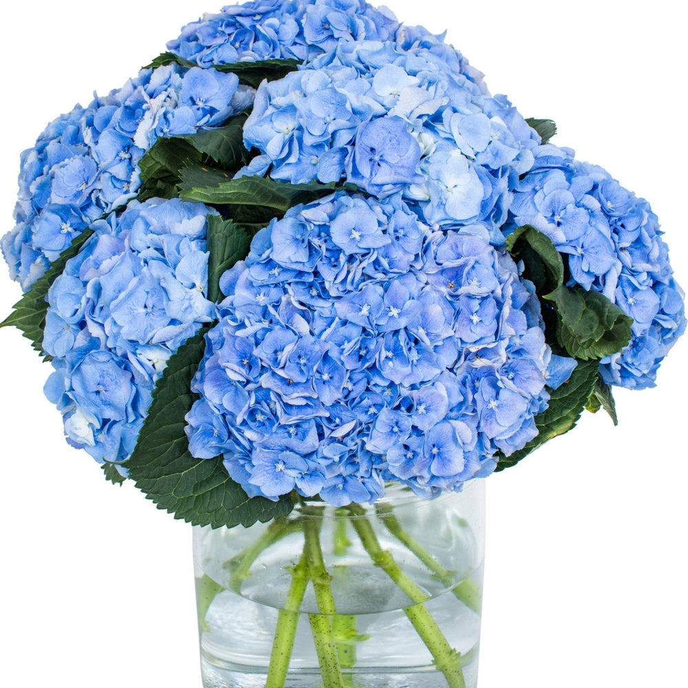 
                      
                        Hydrangea - Florists Choice
                      
                    