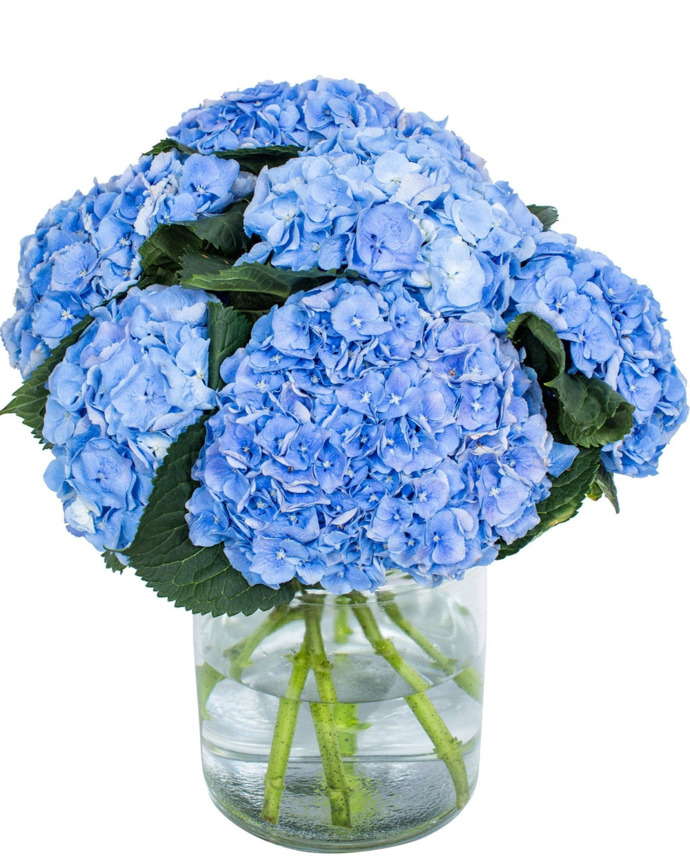 Hydrangea - Blue