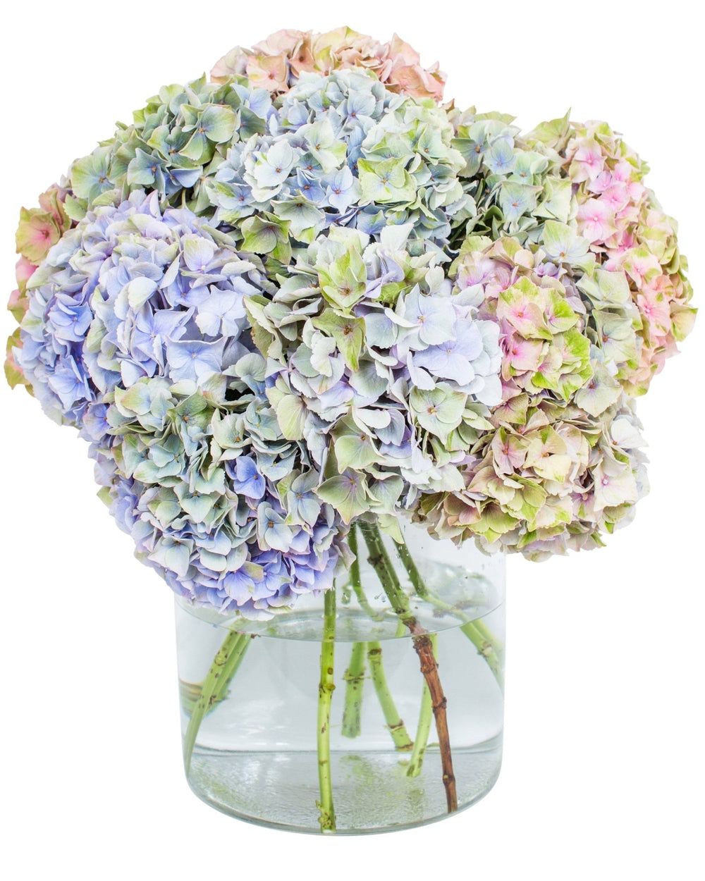 Hydrangea - Mottled Blue