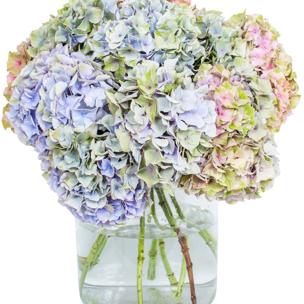 
                      
                        Hydrangea - Florists Choice
                      
                    