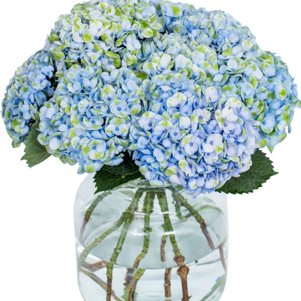 
                      
                        Hydrangea - Florists Choice
                      
                    