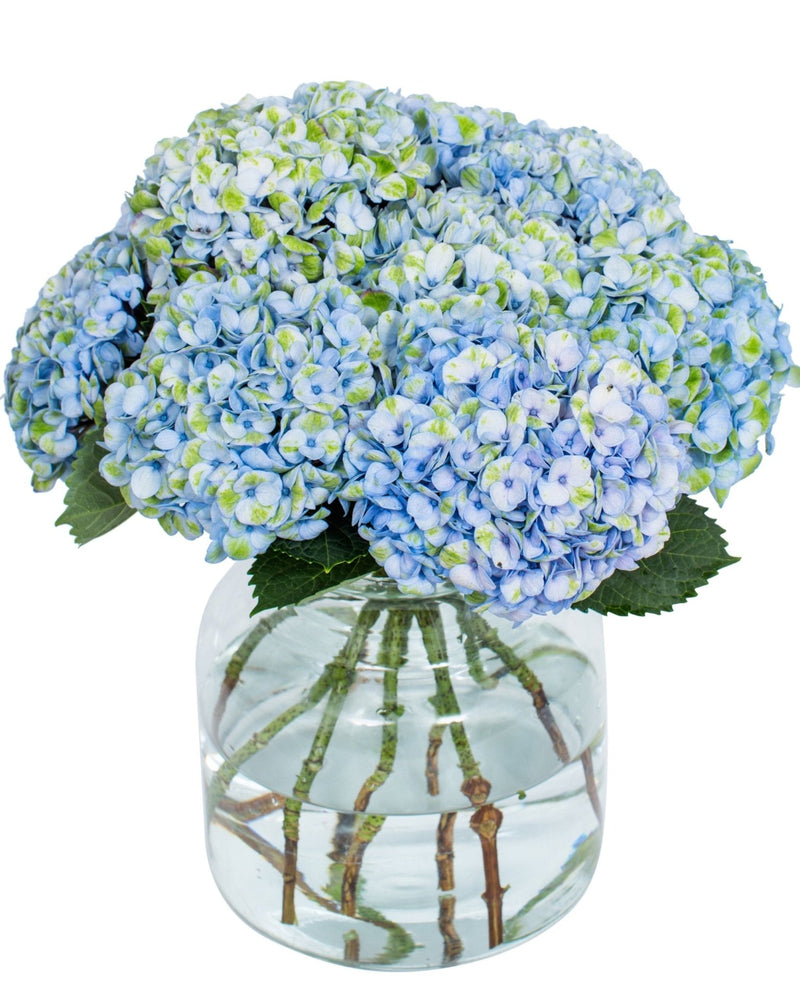 Hydrangea - Mottled Blue