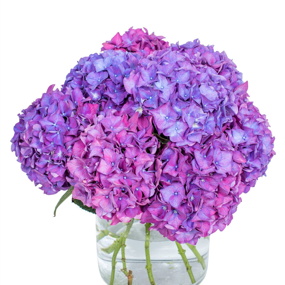 
                      
                        Hydrangea - Florists Choice
                      
                    