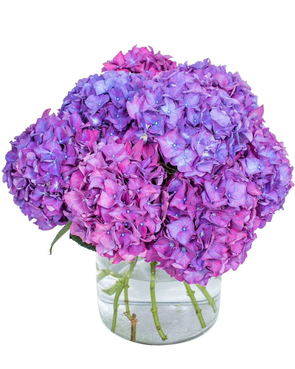 Hydrangea - Purple