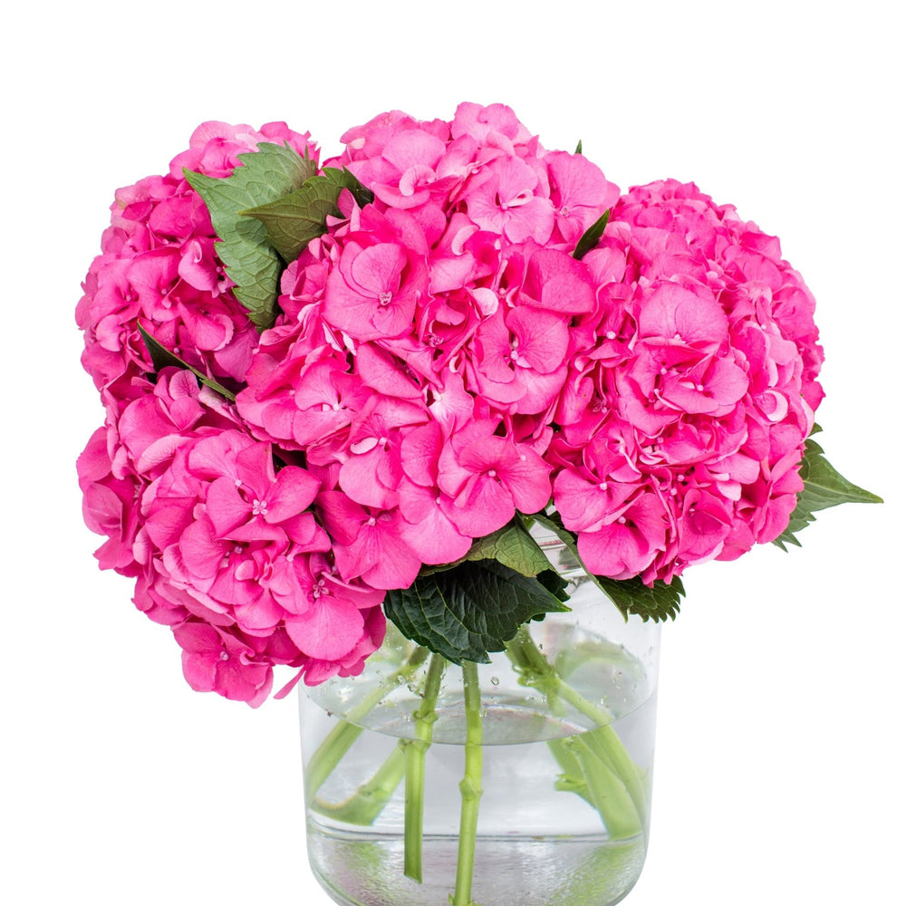
                      
                        Hydrangea - Florists Choice
                      
                    