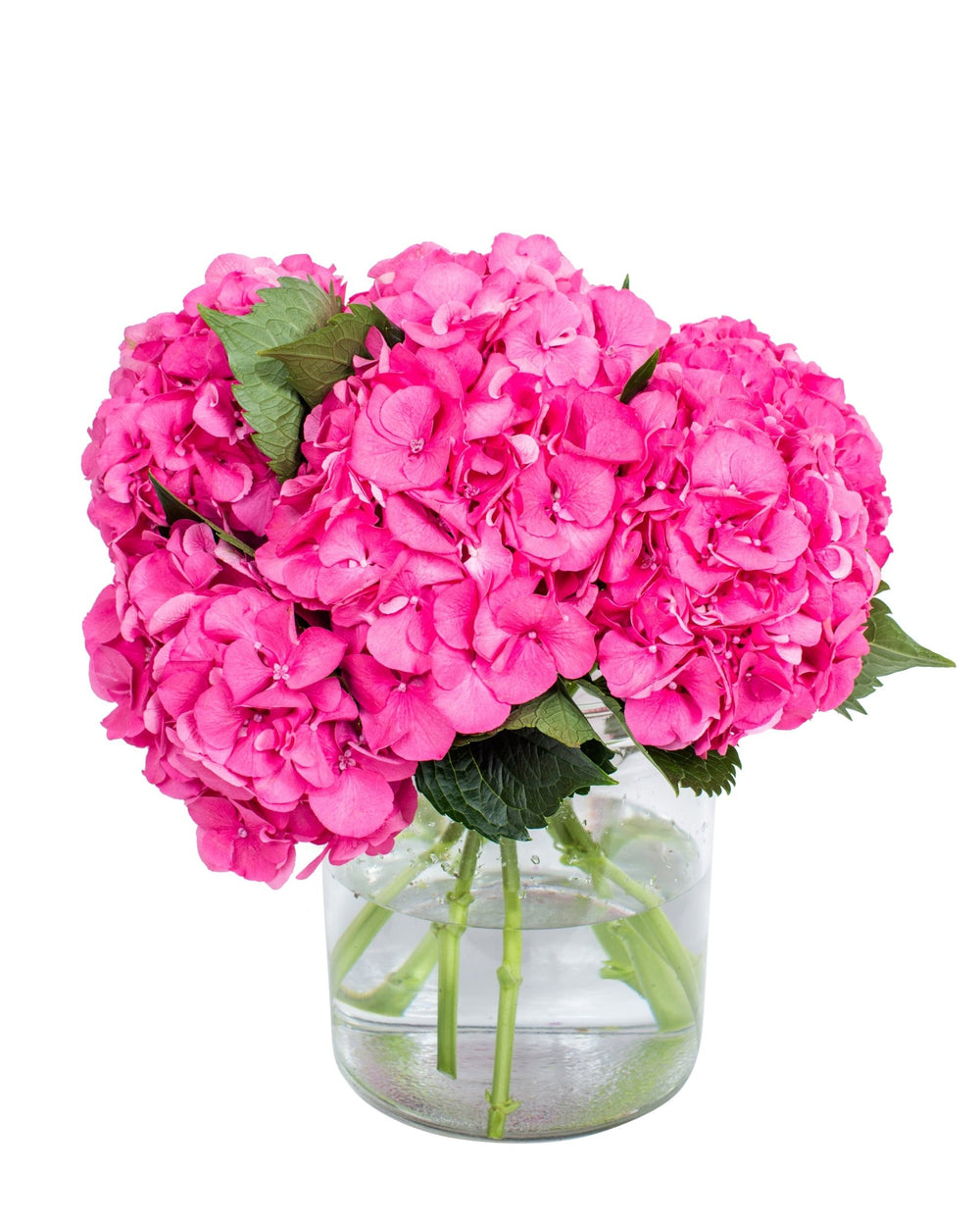 Hydrangea - Bright Pink