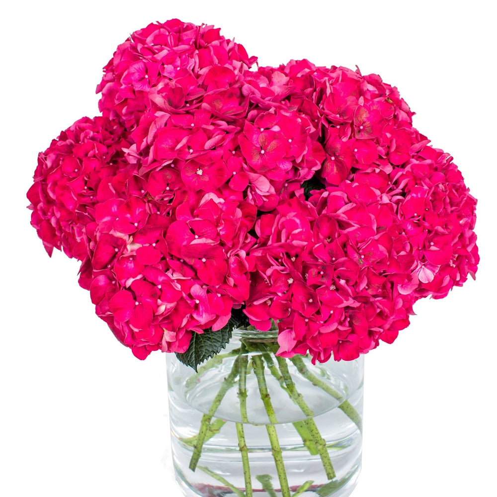 
                      
                        Hydrangea - Florists Choice
                      
                    
