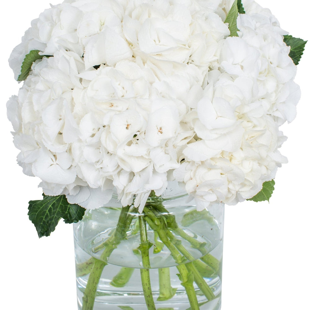
                      
                        Hydrangea - Florists Choice
                      
                    