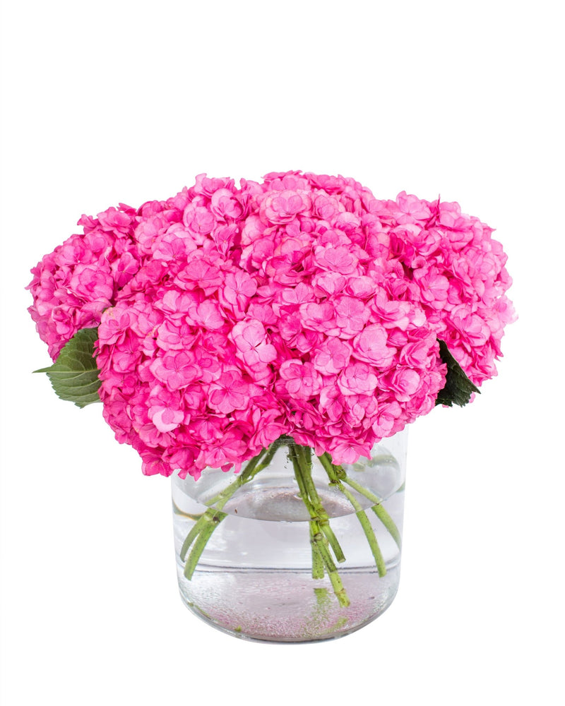 Hydrangea - Bright Pink