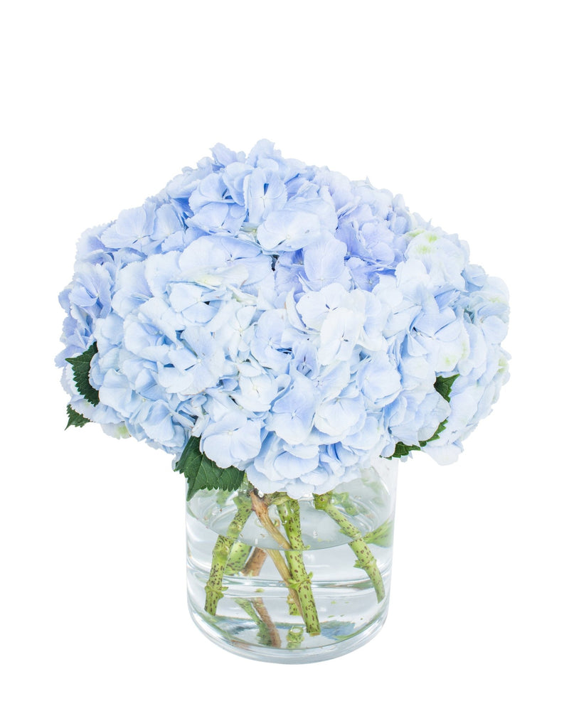 Hydrangea - Light Blue