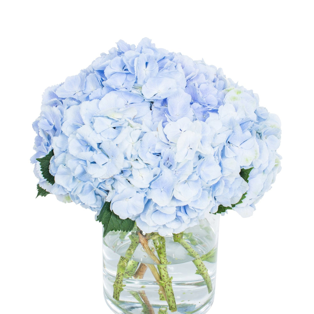 
                      
                        Hydrangea - Florists Choice
                      
                    