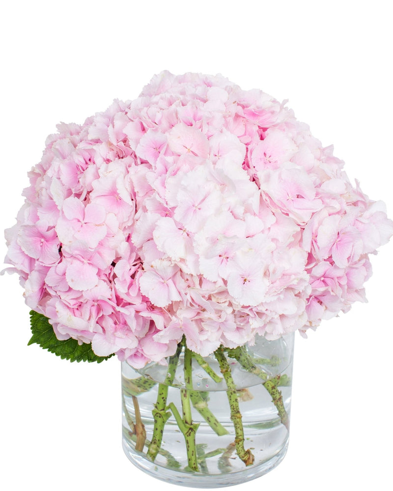 Hydrangea - Light Pink