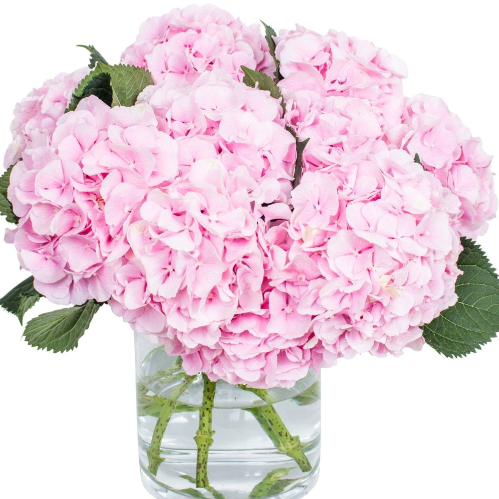 
                      
                        Hydrangea - Florists Choice
                      
                    