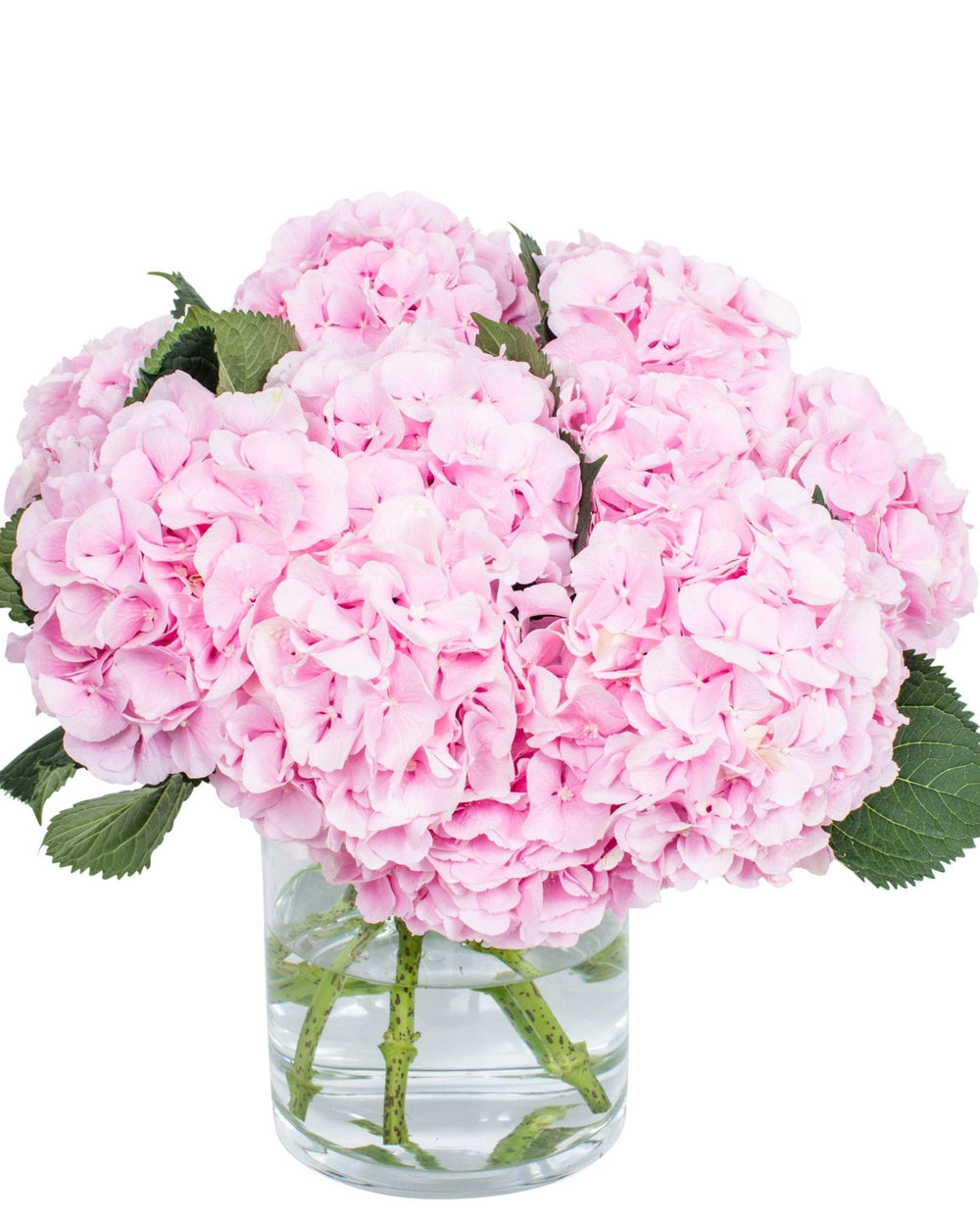 Hydrangea - Light Pink