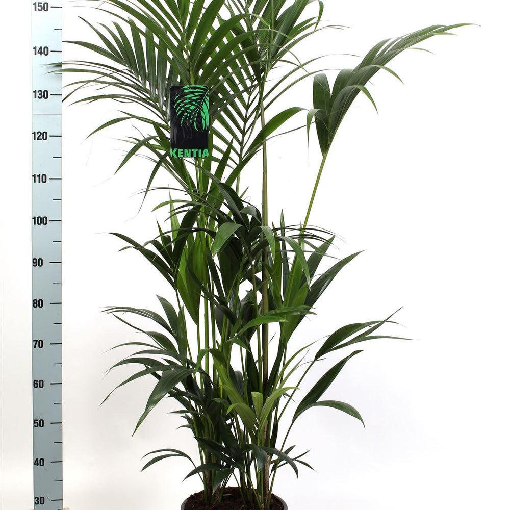 
                      
                        Kentia - 160cm
                      
                    