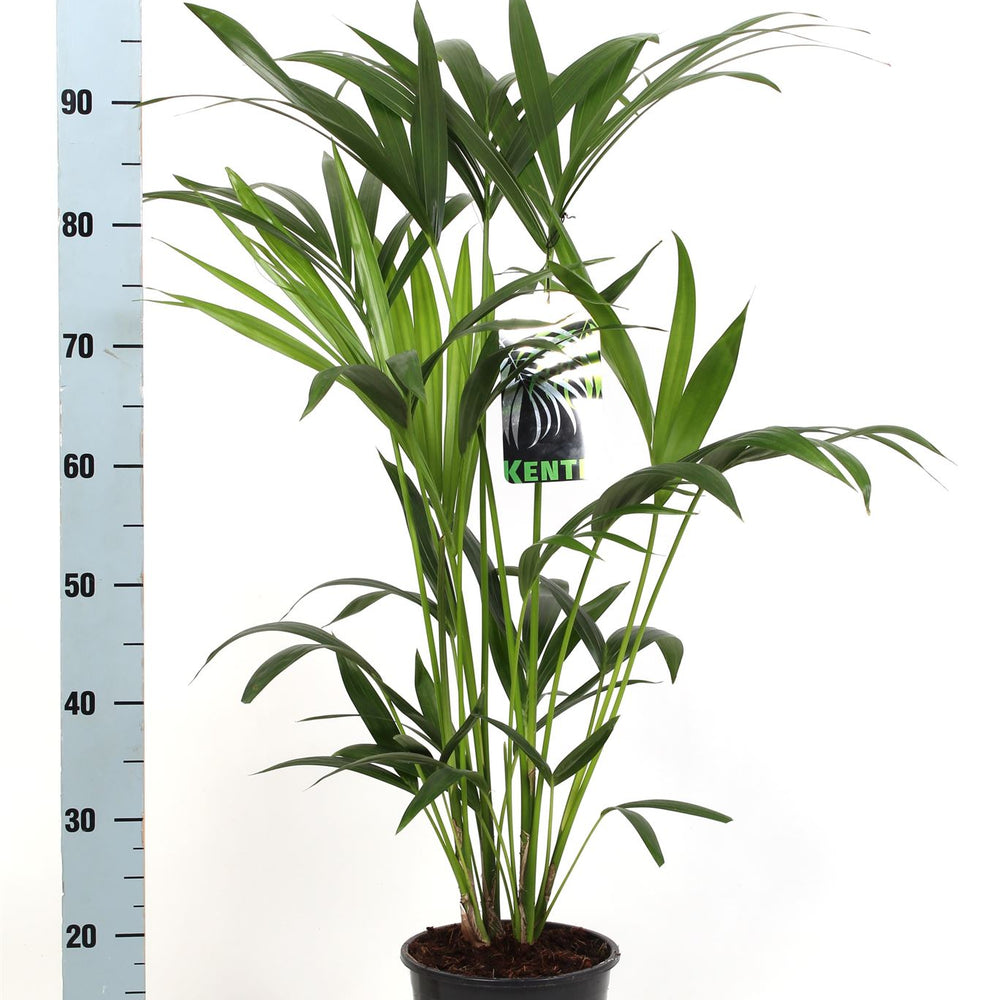 
                      
                        Kentia - 90cm
                      
                    