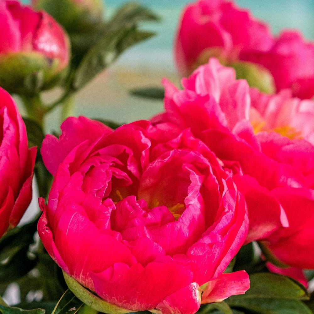 
                      
                        Landscape - Coral Charm Peonies
                      
                    