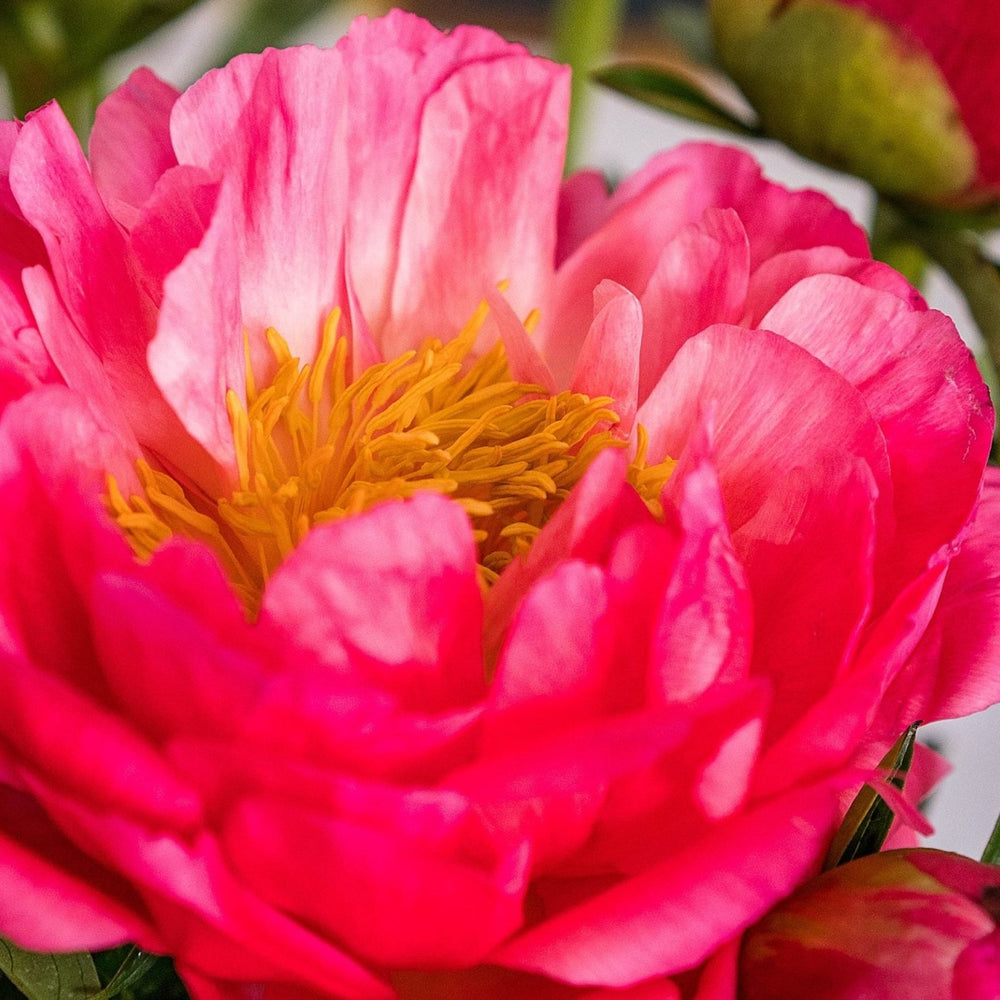 
                      
                        Landscape - Coral Sunset Peonies
                      
                    