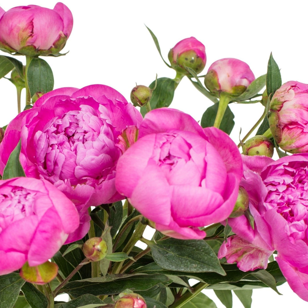 
                      
                        Landscape - Pink Peonies
                      
                    