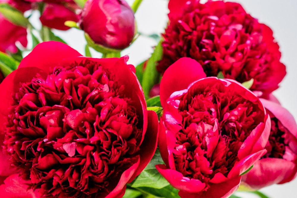 
                      
                        Landscape - Red Charm Peonies
                      
                    