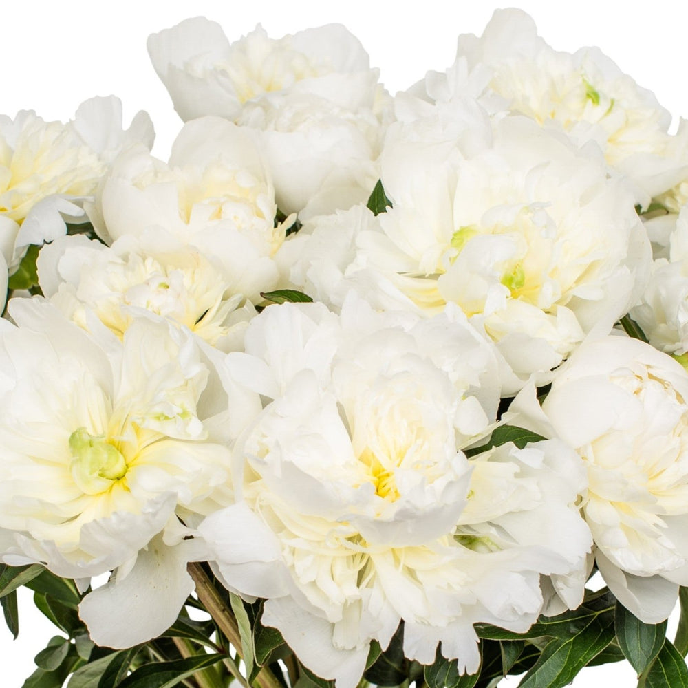 
                      
                        Landscape - White Peonies
                      
                    