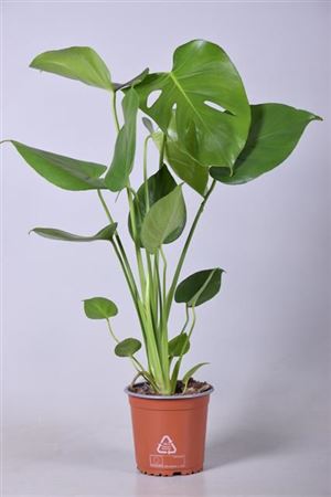 
                      
                        Monstera Deliciosa - 55cm
                      
                    