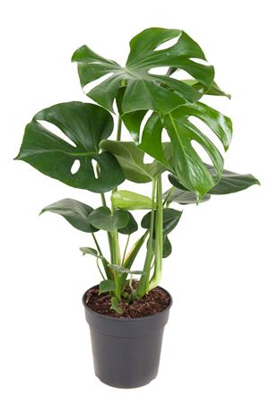 
                      
                        Monstera Deliciosa - 70cm
                      
                    