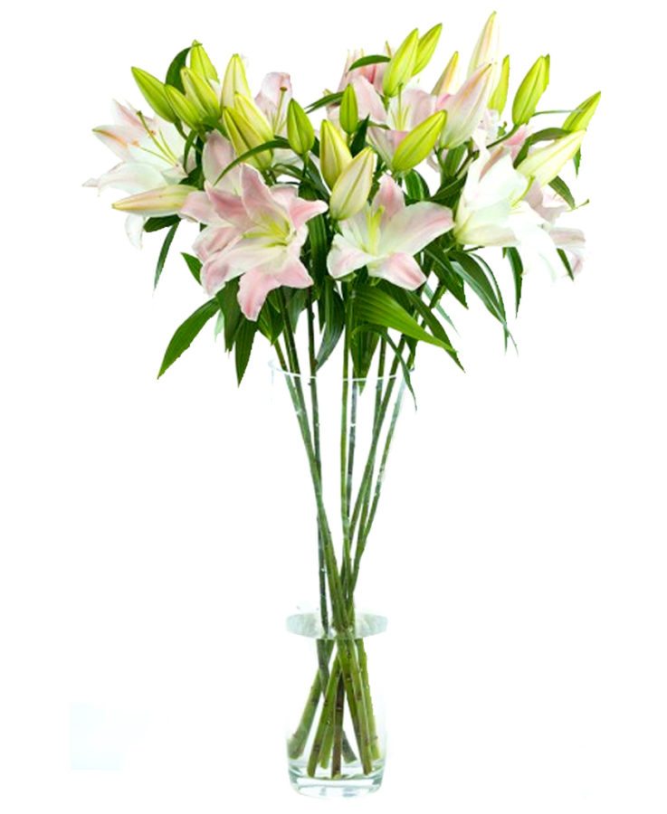 Lilies - Oriental - Pink