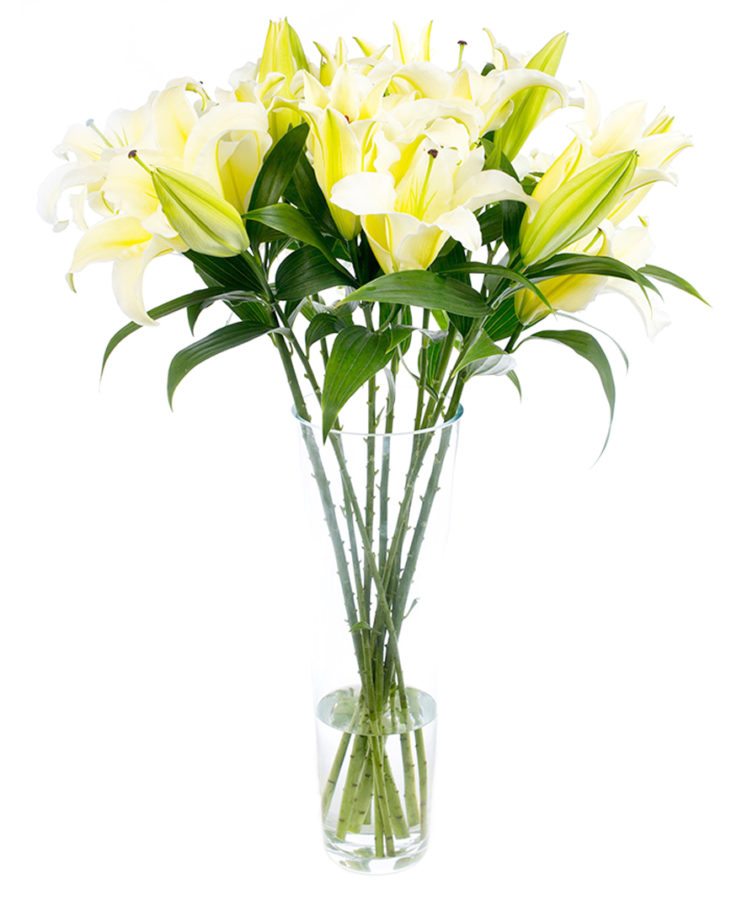 Oriental Lilies - Yellow