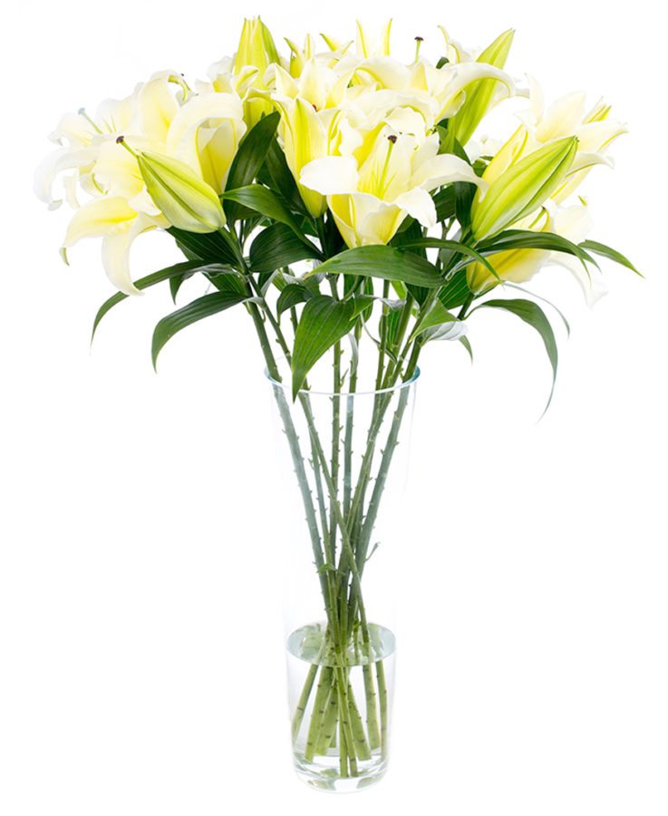 Lilies - Oriental - Yellow