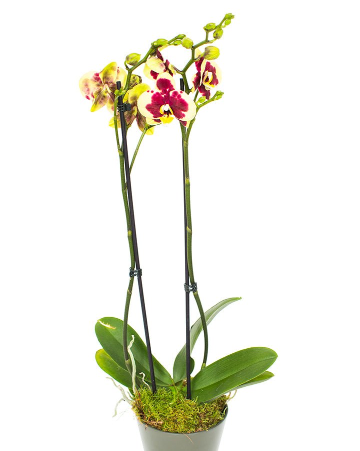 Phalaenopsis_v1