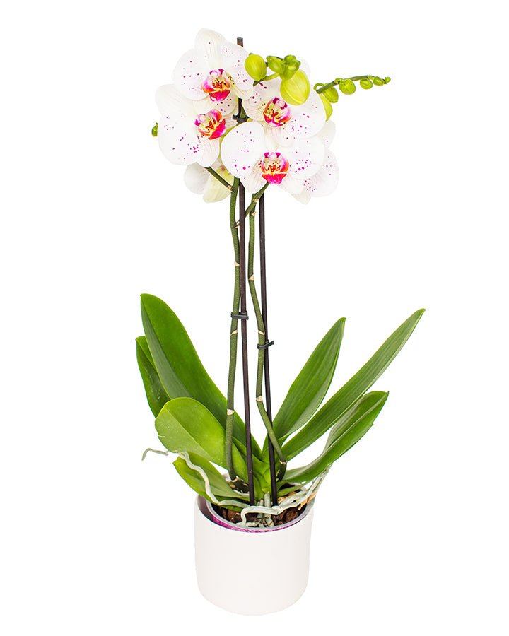 Phalaenopsis_v11