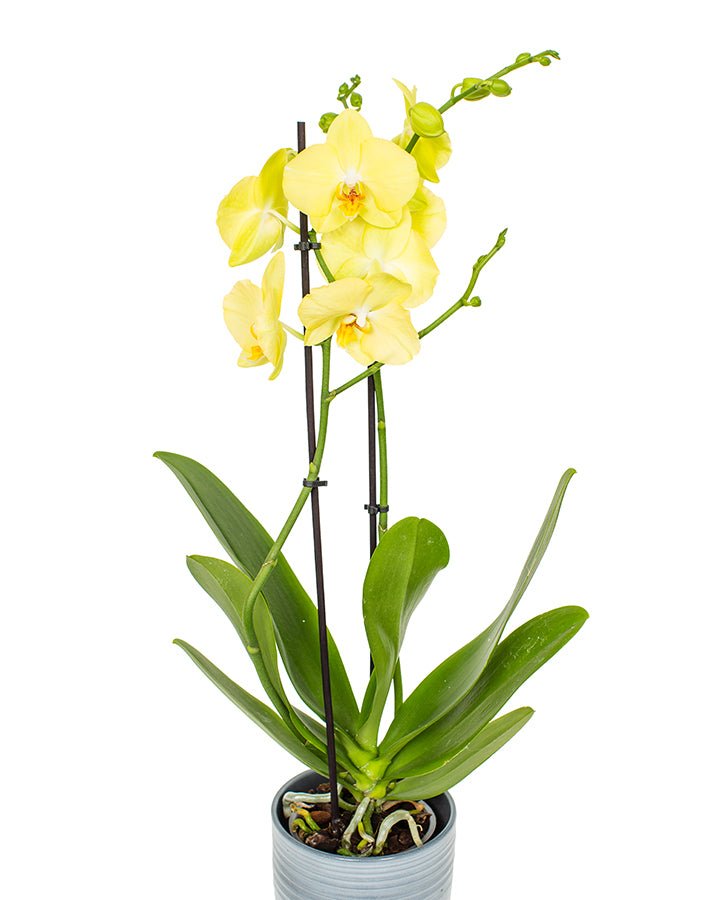 Phalaenopsis_v12