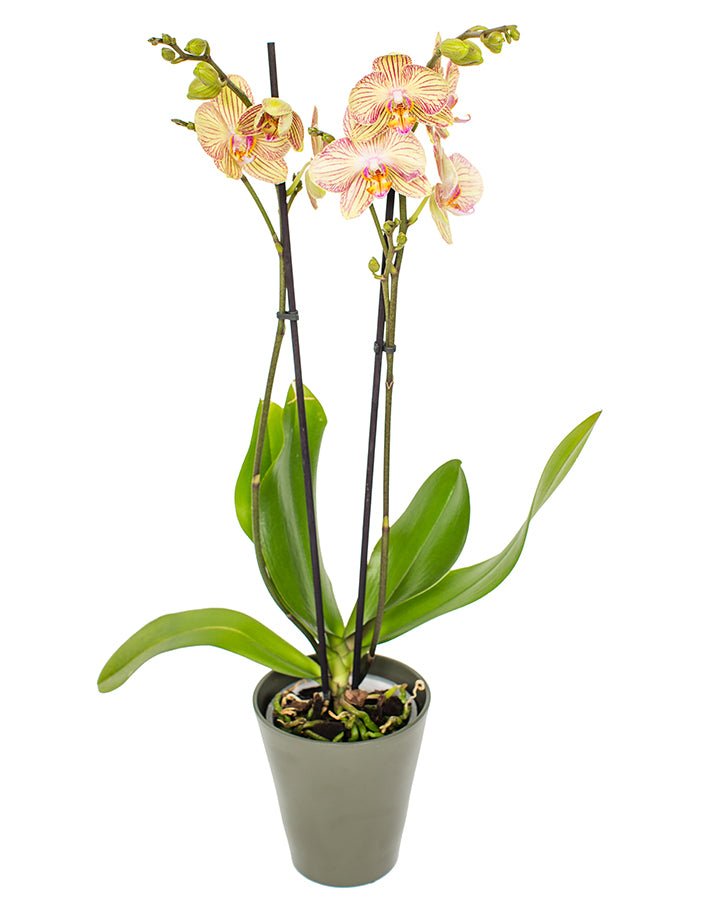 Phalaenopsis_v13