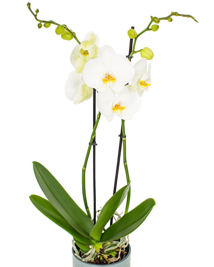 Phalaenopsis_v14