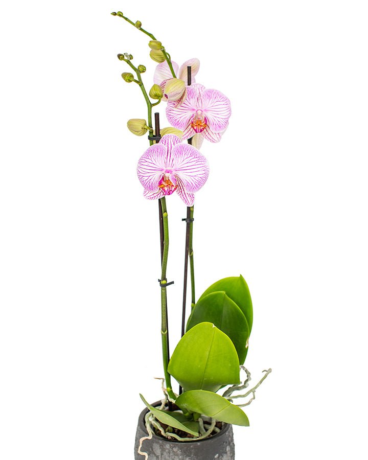 Phalaenopsis_v17