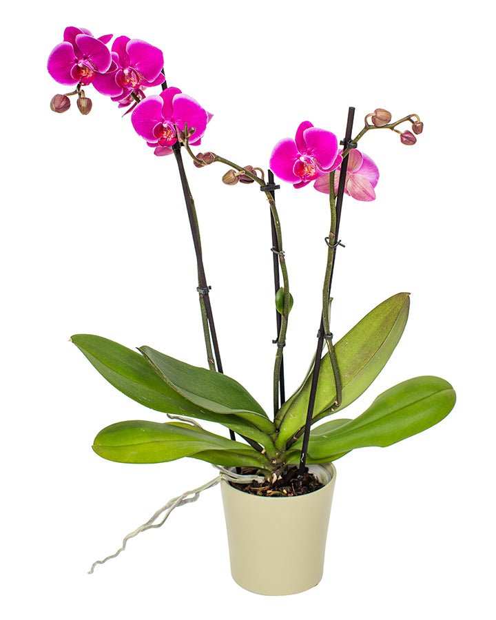 Phalaenopsis Orchid Subscriptions