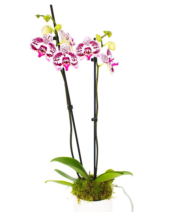 Phalaenopsis_v2