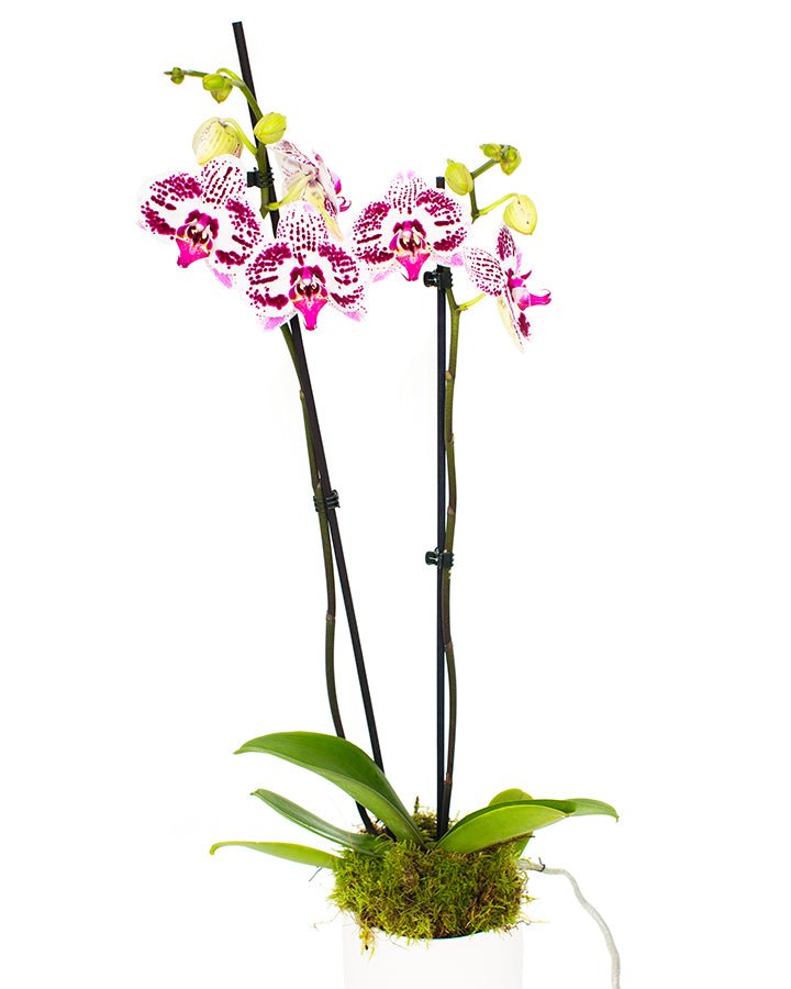 Phalaenopsis Orchid - Purple & White