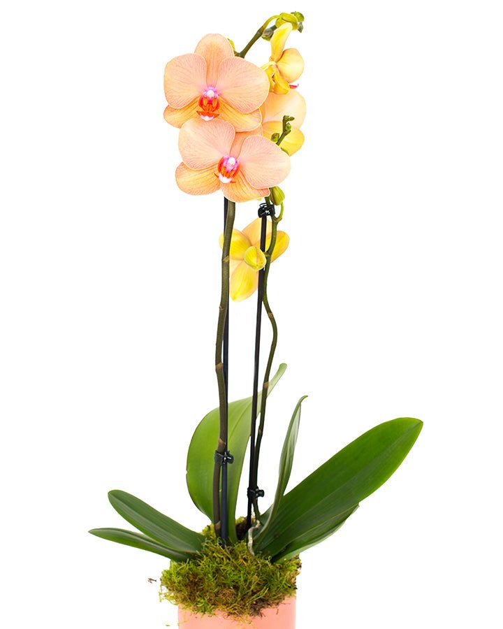 Phalaenopsis_v3